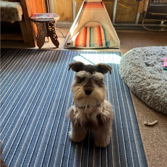 Meet your Posher, AmySue - Picture 5 of 7